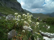 70 Valeriana delle rupi (Valeriana saxatilis)